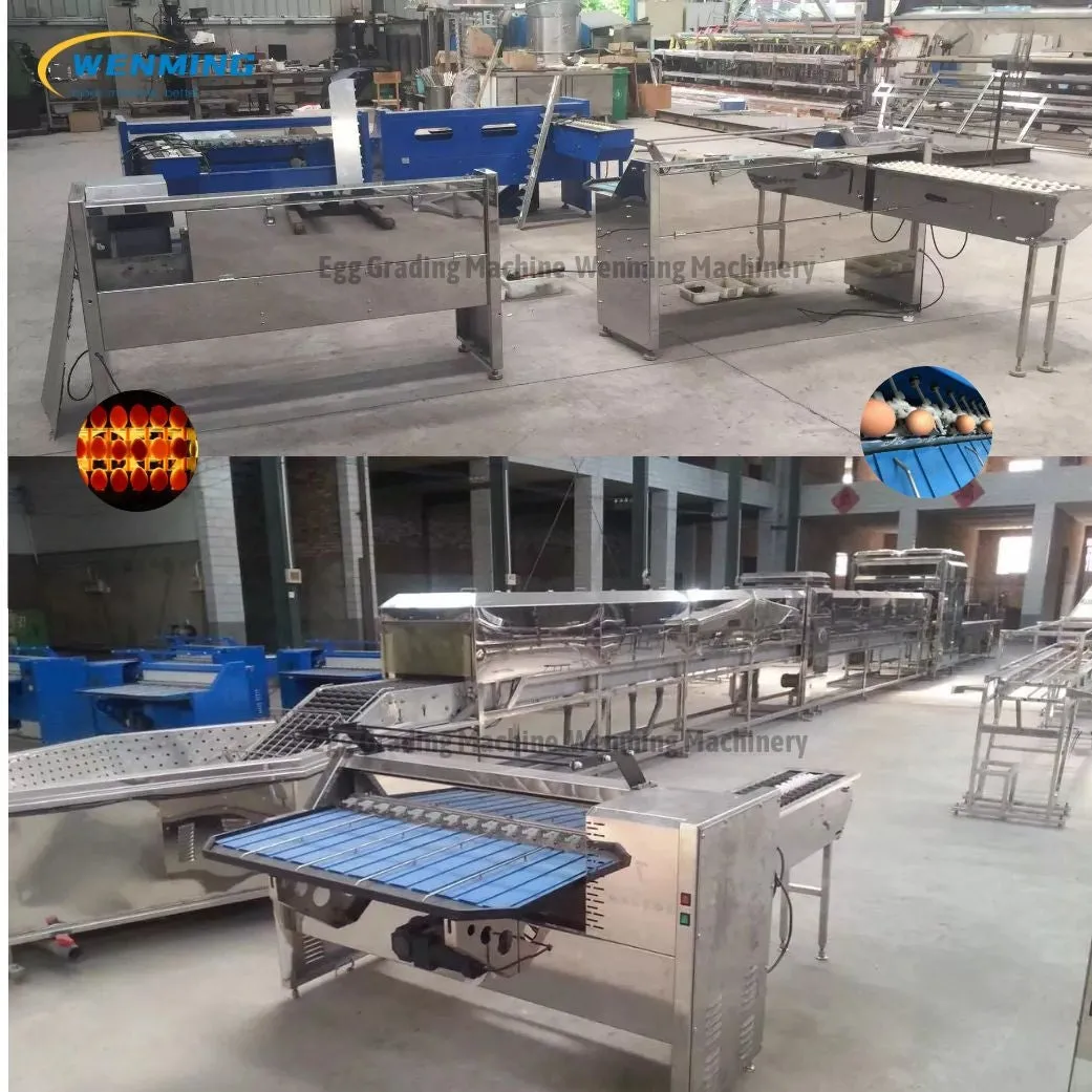 Commerical Egg Sorting Machine Egg Grading Equipment