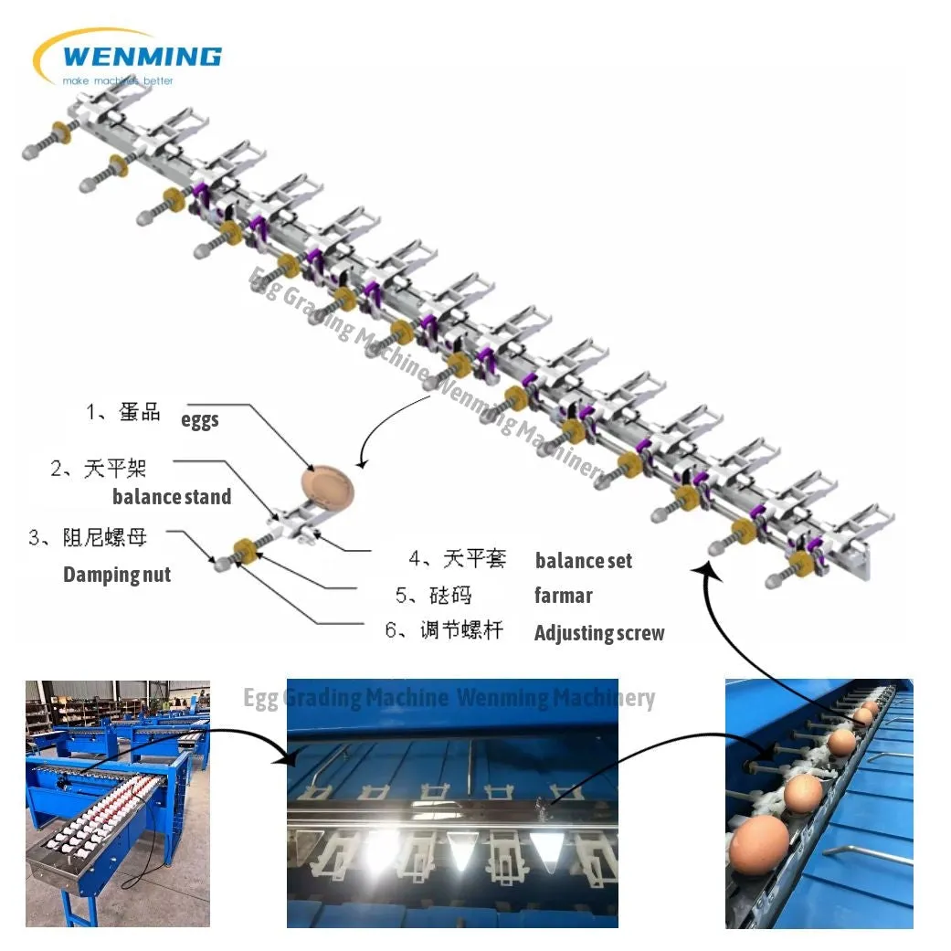 Commerical Egg Sorting Machine Egg Grading Equipment