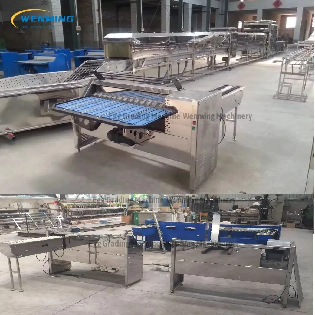 Commerical Egg Sorting Machine Egg Grading Equipment