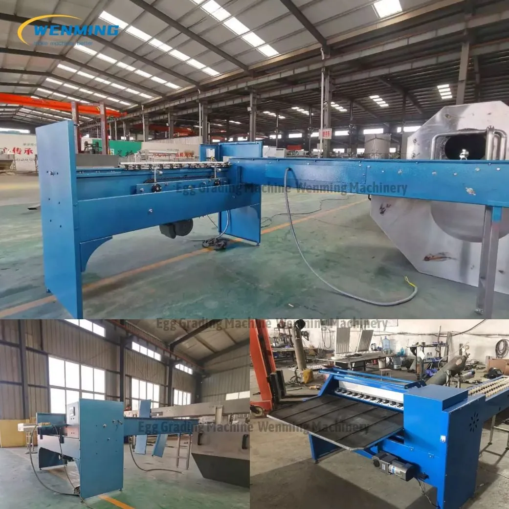 Commerical Egg Sorting Machine Egg Grading Equipment