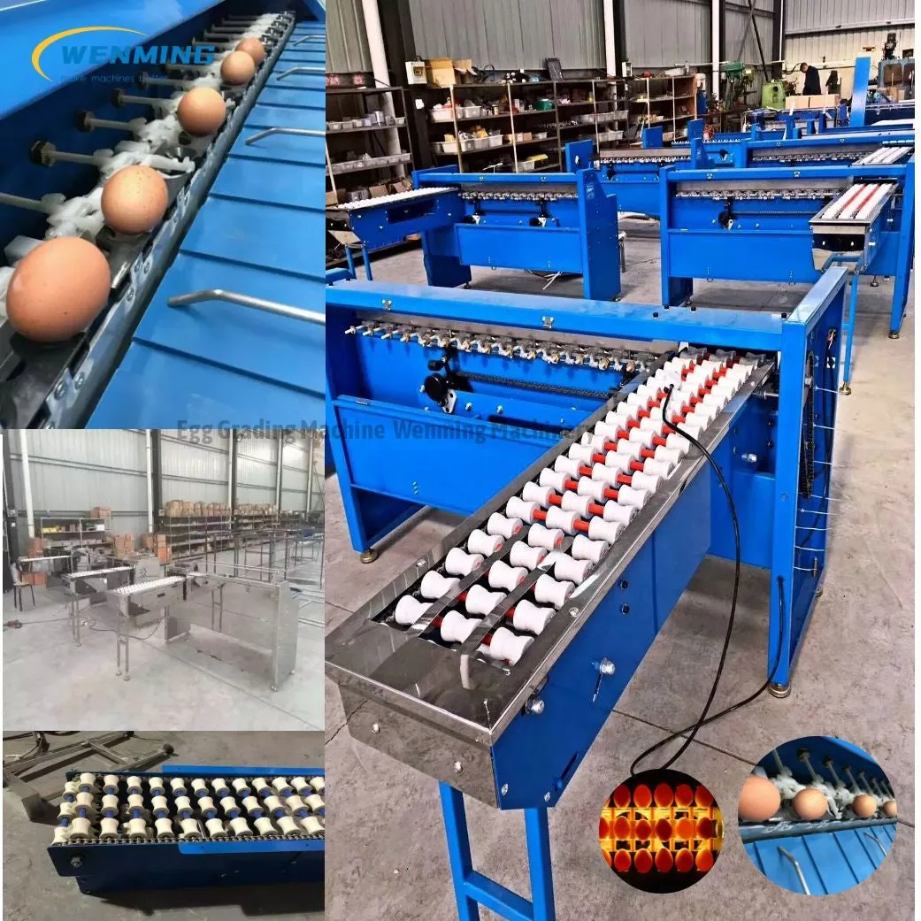 Commerical Egg Sorting Machine Egg Grading Equipment