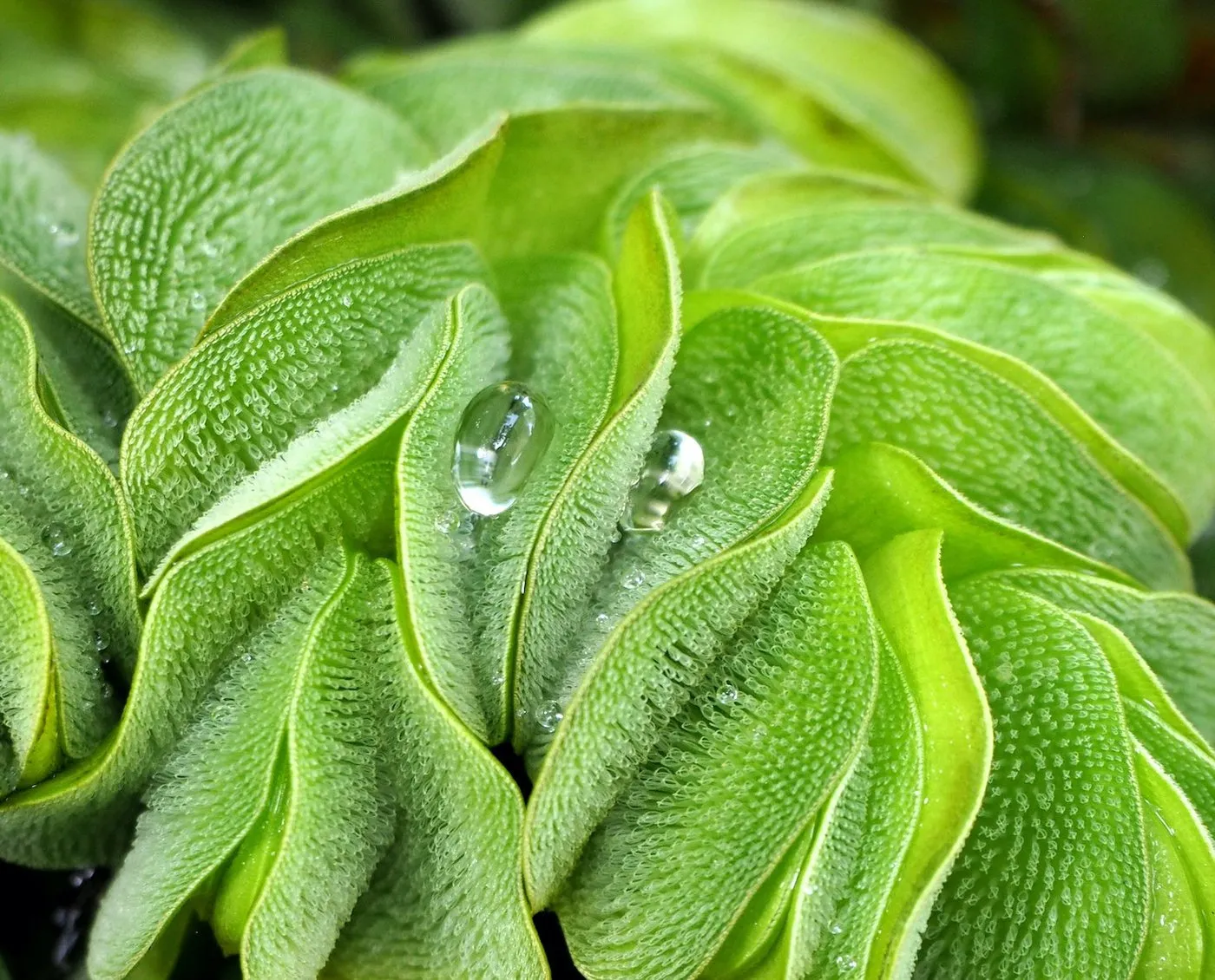 SALVINIA NATANS, FLOATING FERN <br>Choose Portion Size/Weight