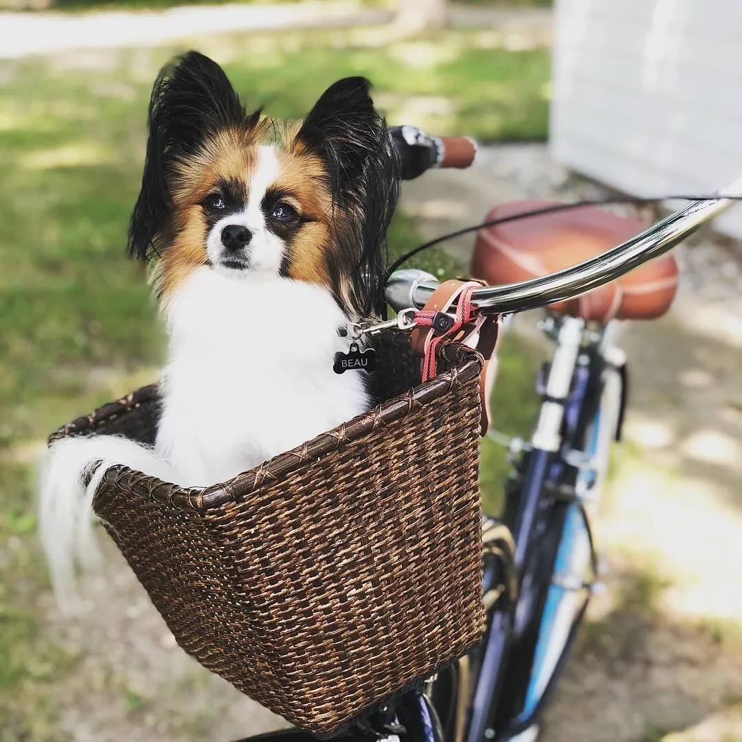 sixthreezero Relaxed Body 7-Speed Recumbent Comfort Bike